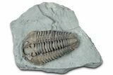 Prone Flexicalymene Trilobite - Mt Orab, Ohio #329794-1